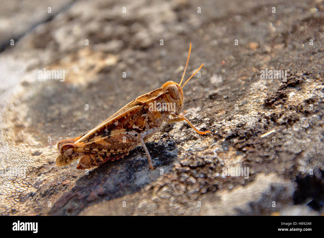 Short-horned grasshopper  (Caelifera) Stock Photo