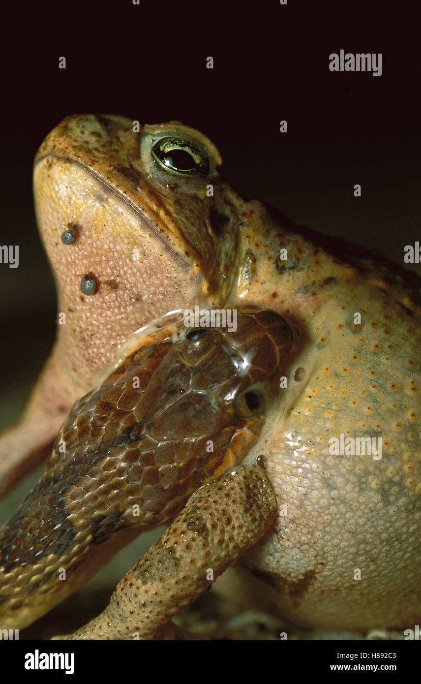 Cateyed Snake (Leptodeira annulata) attempting to eat young Cane Toad