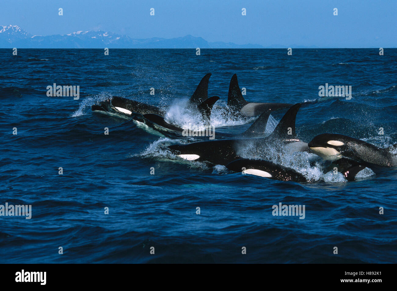 Orca (Orcinus orca) pod surfacing, Kenai Fjords National Park, Alaska ...