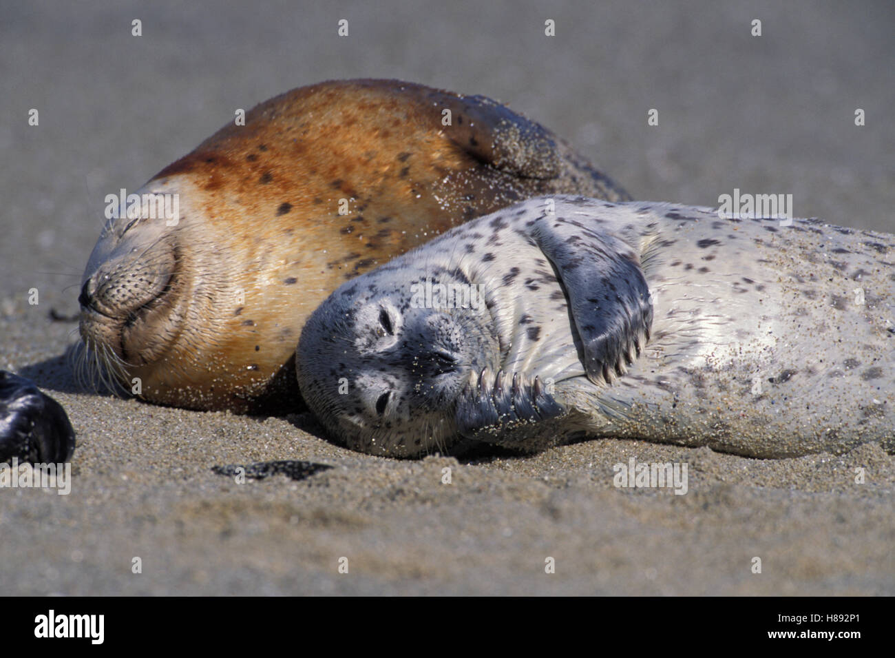 Harbor Seal (Phoca vitulina) young pup scratching chin, Elkhorn Slough