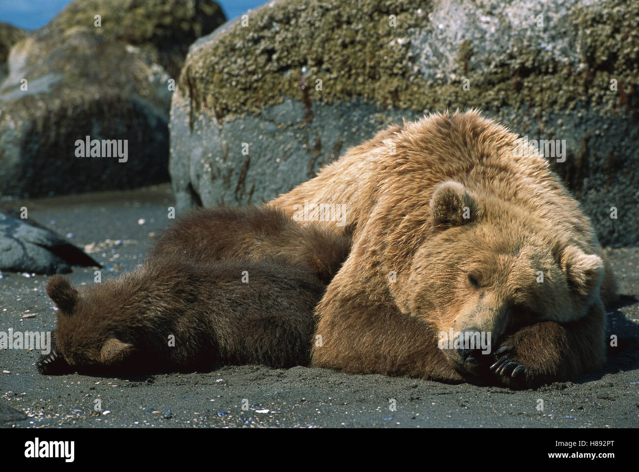 Grizzly Bear (Ursus arctos horribilis) sow and 4-6 month old cub ...