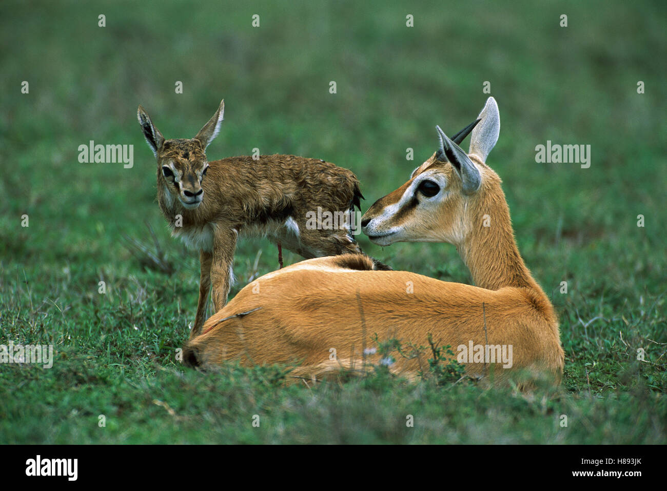 Thomson's Gazelle (Eudorcas thomsonii) mother with newborn fawn ...