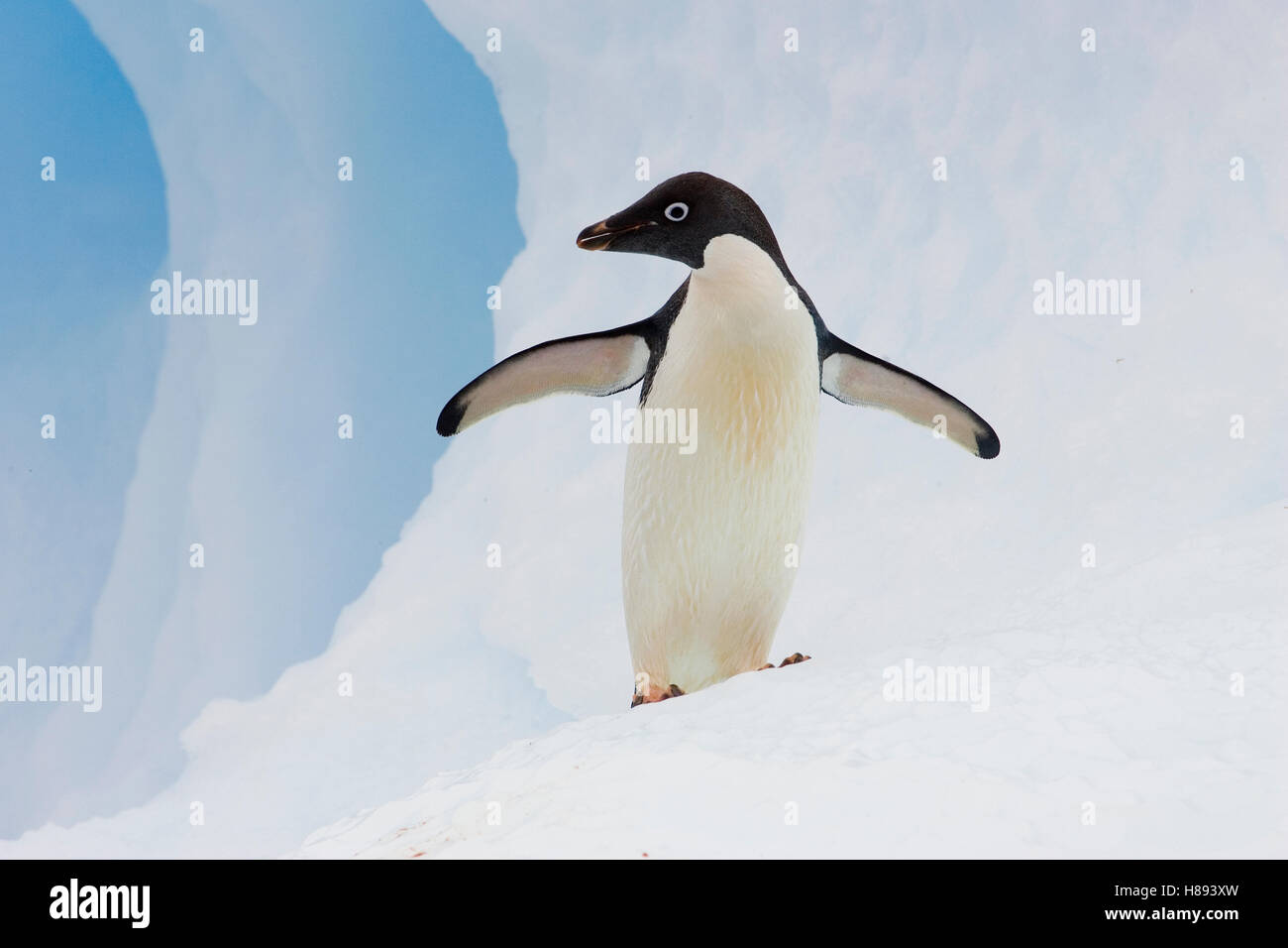 Adelie Penguin (Pygoscelis adeliae) on iceberg, Paulet Island ...