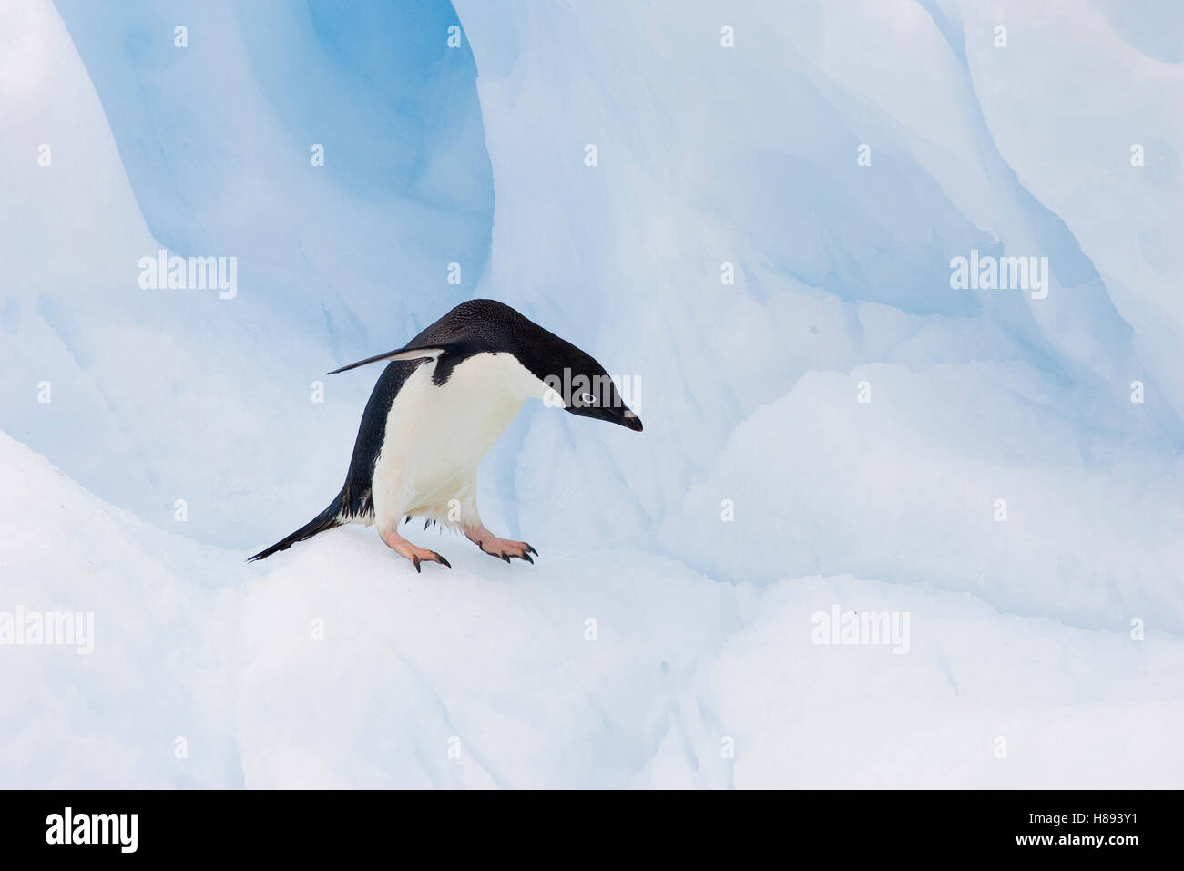 Adelie Penguin (Pygoscelis adeliae) on iceberg, Paulet Island ...