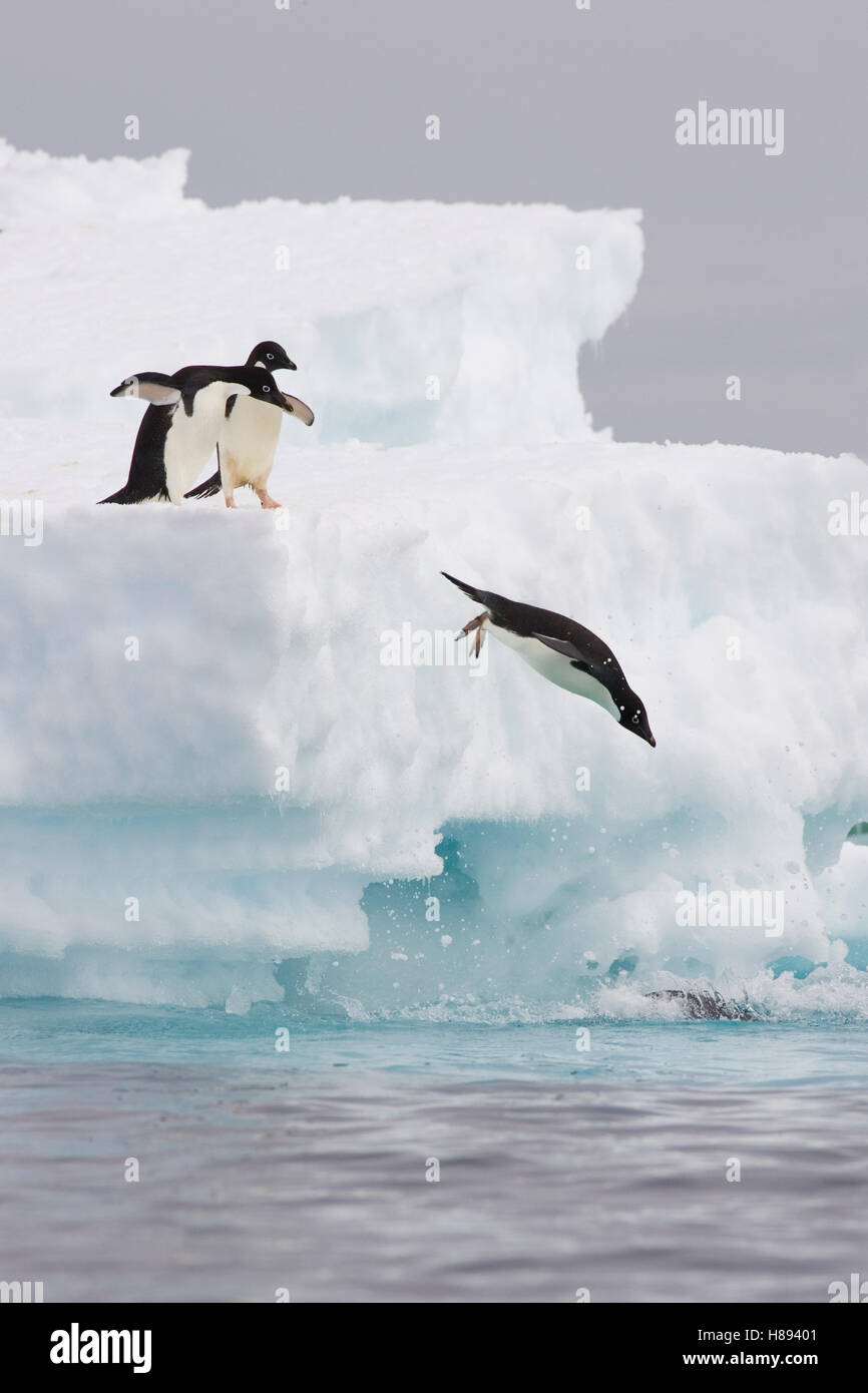 Adelie Penguin (Pygoscelis adeliae) diving off iceberg into icy water ...