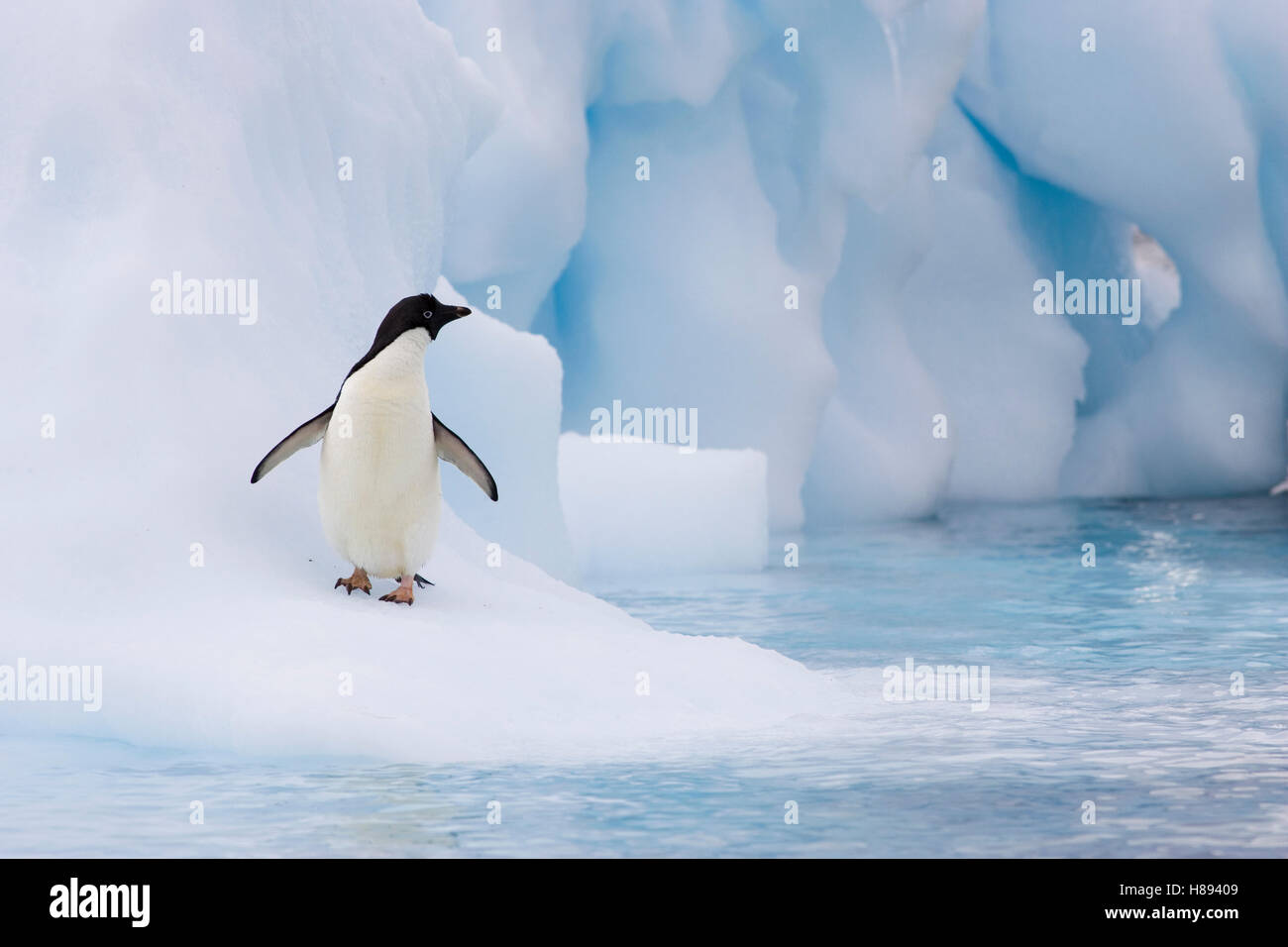 пингвины на леднике. антарктида (материк) айсберги. пингвины на айсберге. ледниковые пингвины. арктика северный полюс пингвины.