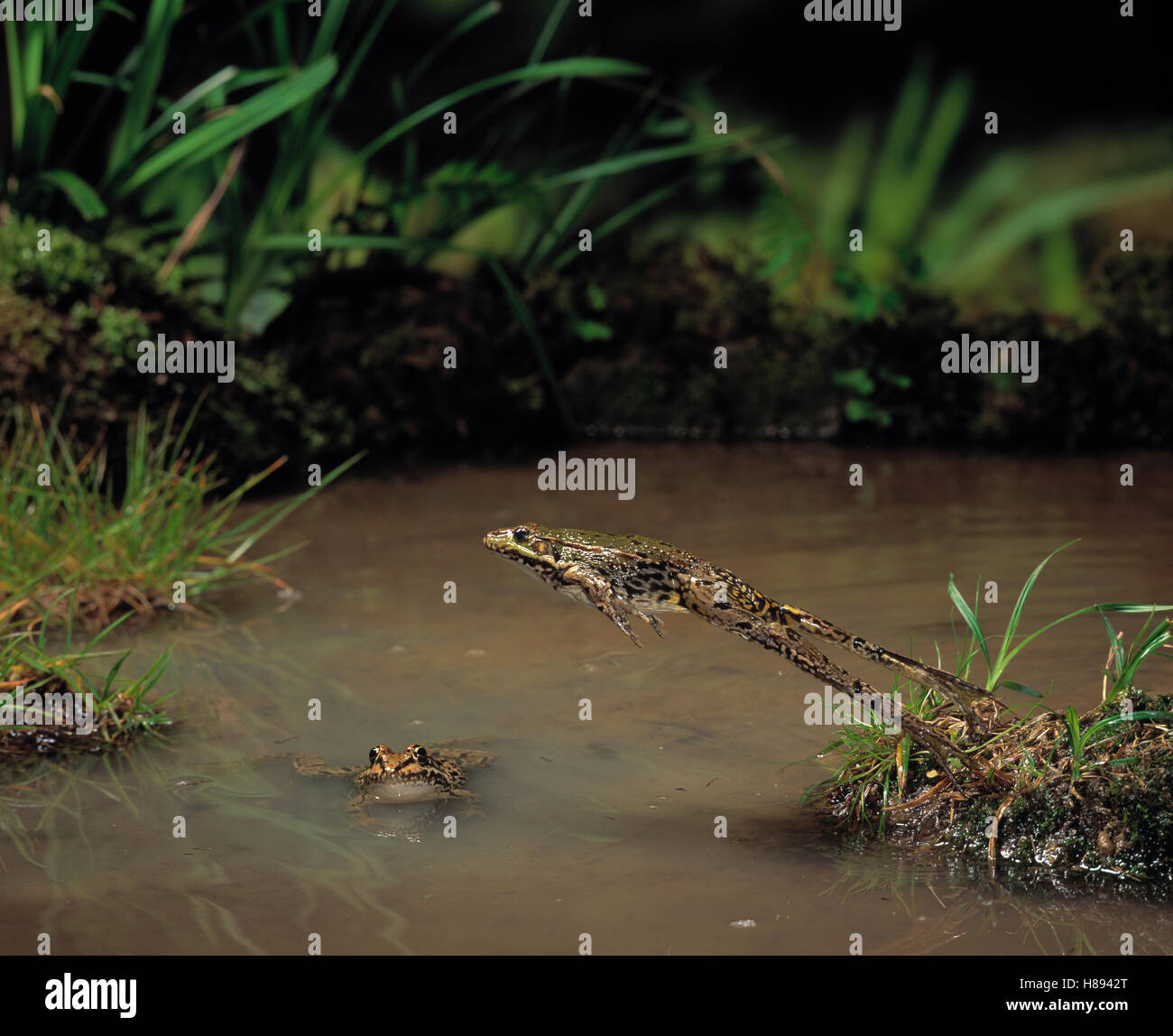 Marsh Frog (Rana ridibunda) hopping over another frog in water Stock ...
