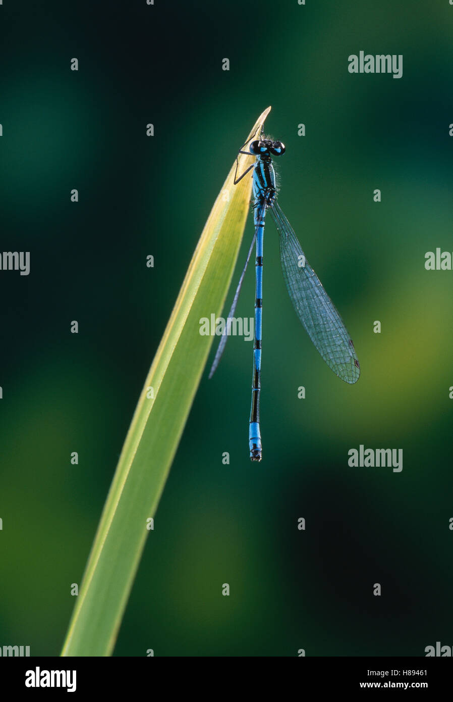 Azure Damselfly (Coenagrion puella) on reed leaf Stock Photo - Alamy