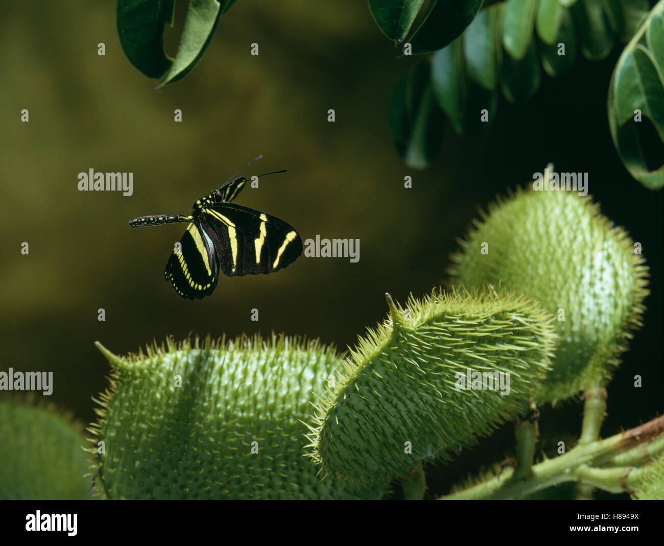 Zebra Butterfly (Heliconius charitonius) flying Stock Photo Alamy