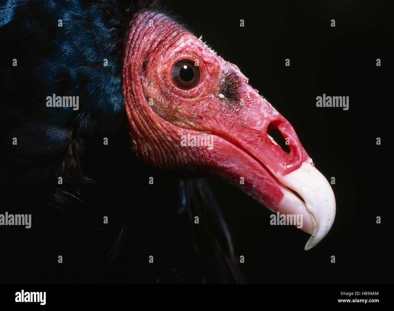 Turkey Vulture (Cathartes aura) profile showing nostril, vultures have