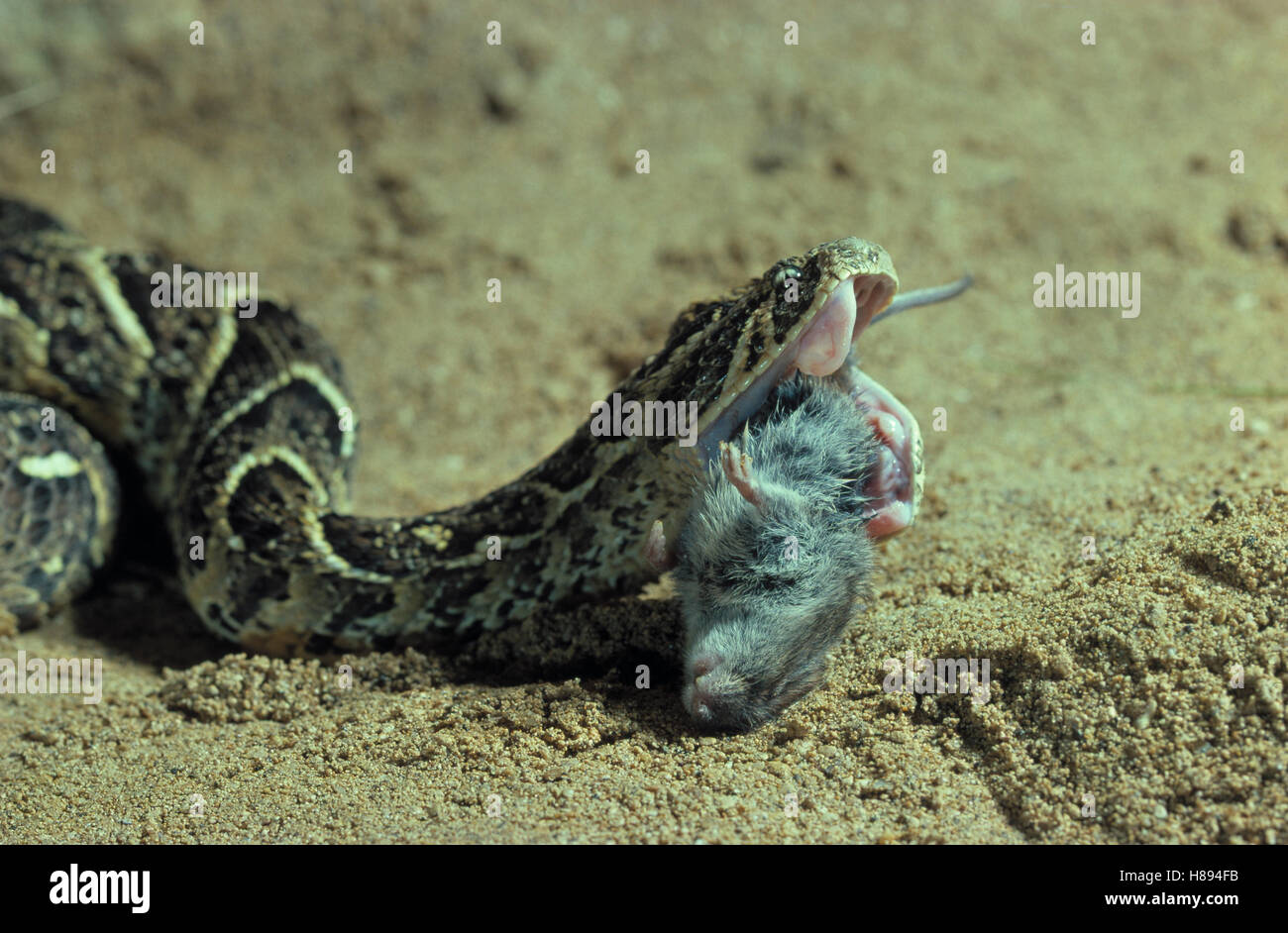 Puff Adder (Bitis arietans) eating rodent prey Stock Photo Alamy