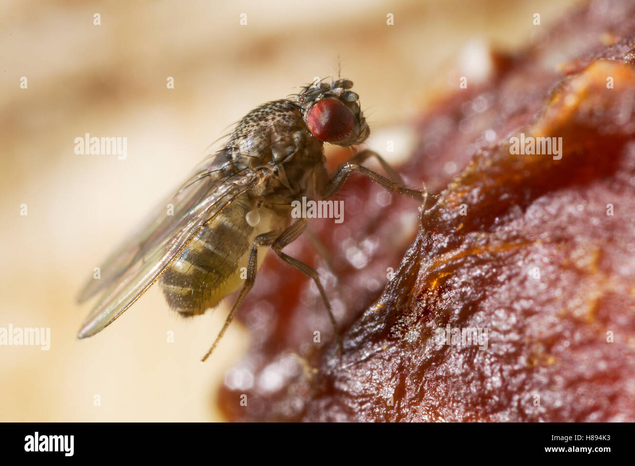 Fruit Fly (Drosophila sp) on fruit Stock Photo - Alamy