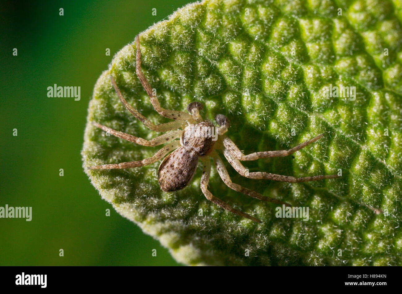 Running Crab Spider (Philodromus sp) male Stock Photo - Alamy