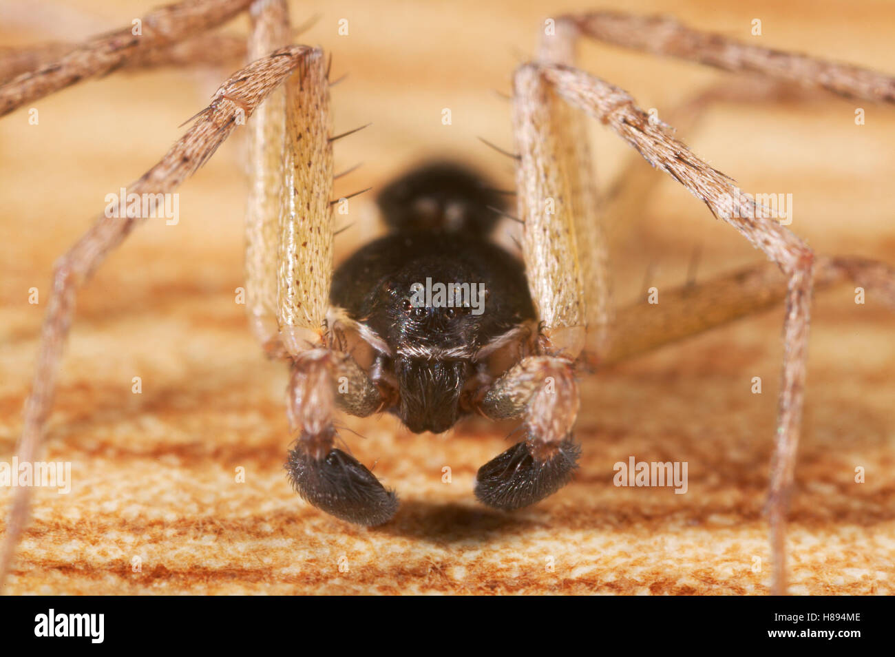 House Crab Spider (Philodromus dispar) male Stock Photo Alamy