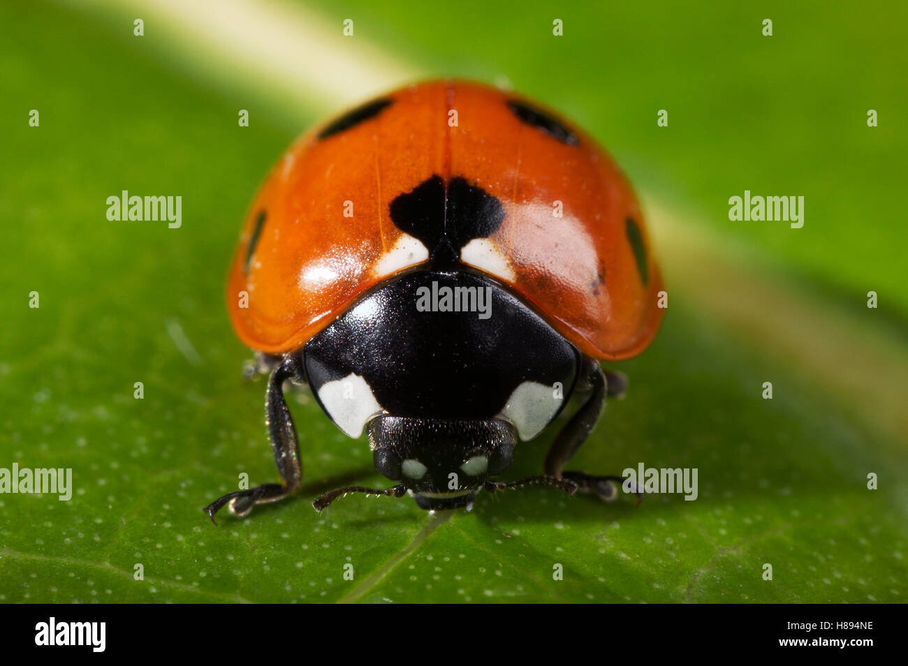 Seven-spotted Ladybird (Coccinella septempunctata) drinking Stock Photo ...