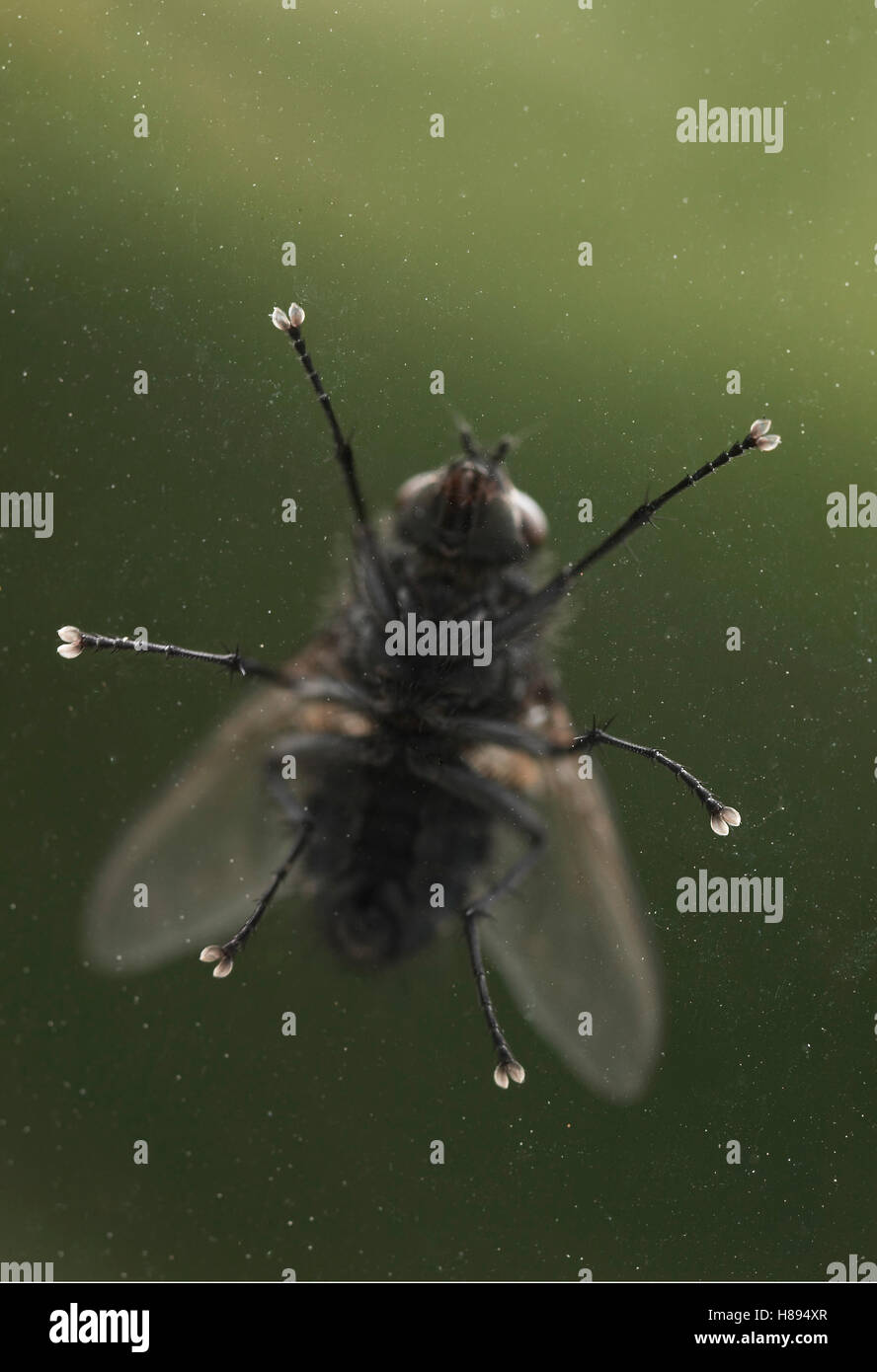 House Fly (Musca domestica) on glass showing gripping feet, pest insect ...