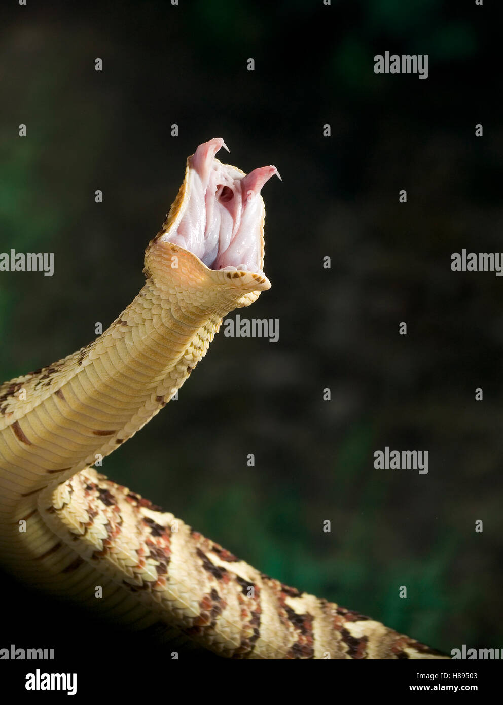 Puff Adder (Bitis arietans) striking, venomous snake native to Africa