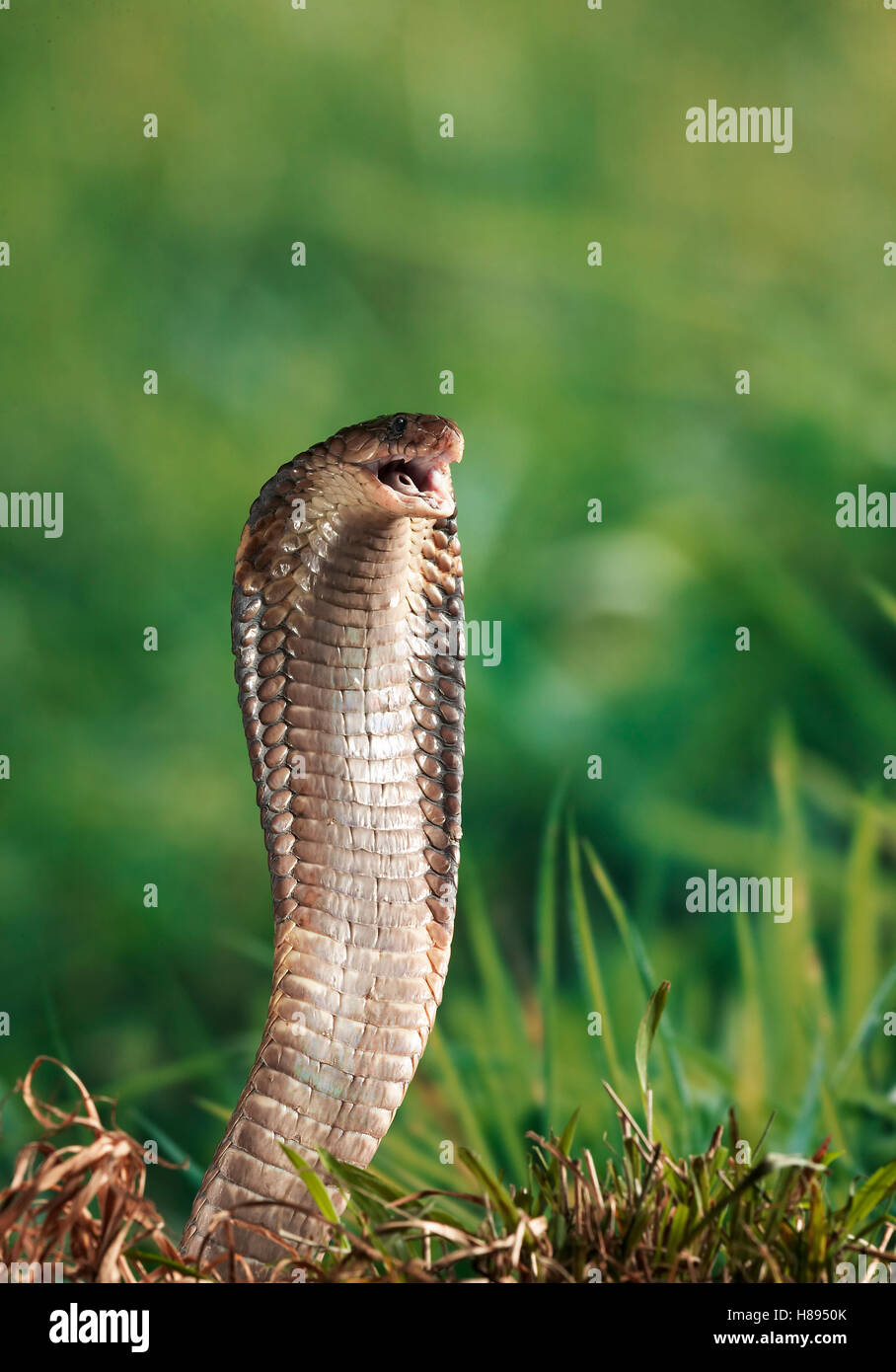 Snake Strike Side View