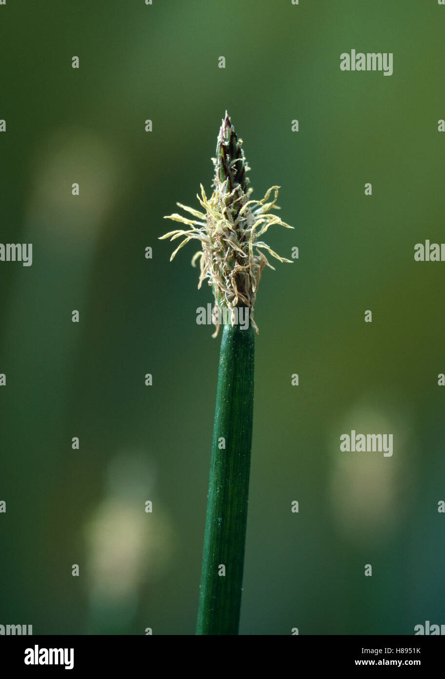 Common Spikerush (Eleocharis palustris) flower growing at end of scale