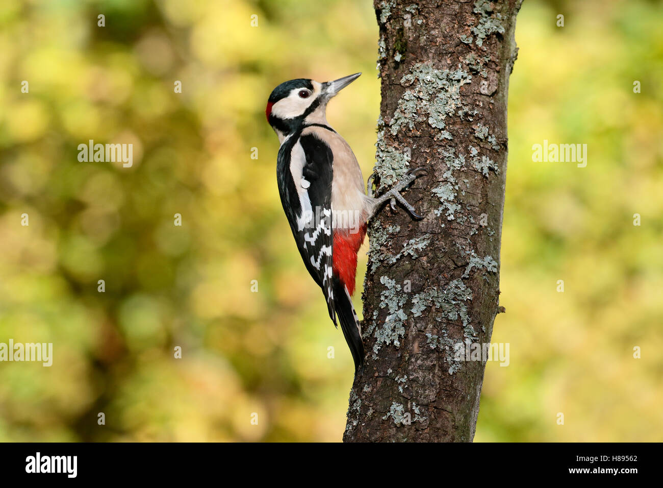 Great-spotted woodpecker,  Dendrocopos major, single male bird on branch, Warwickshire, November 2016 Stock Photo