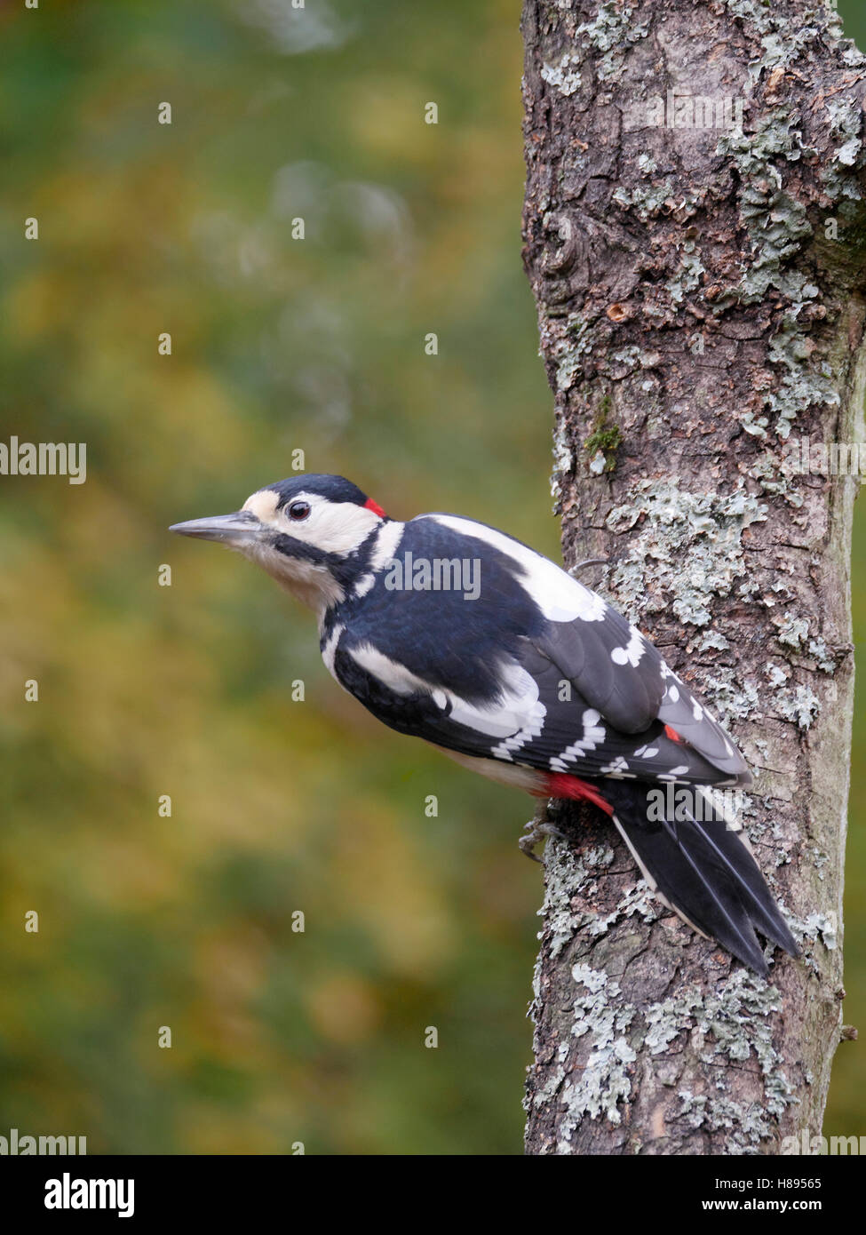 Great-spotted woodpecker,  Dendrocopos major, single male bird on branch, Warwickshire, November 2016 Stock Photo