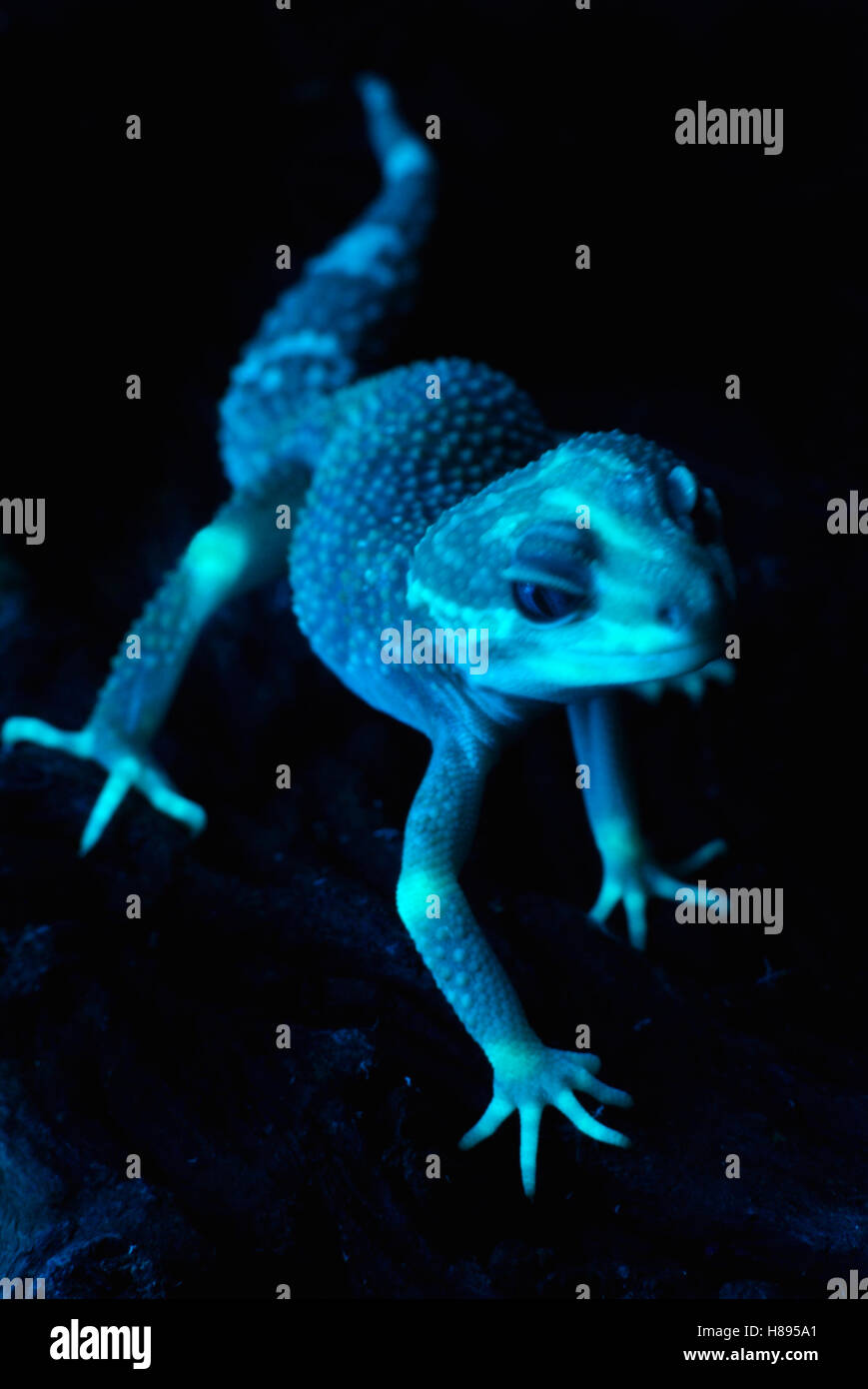 Leopard Gecko (Eublepharis macularis) albino photographed under ultraviolet light, showing