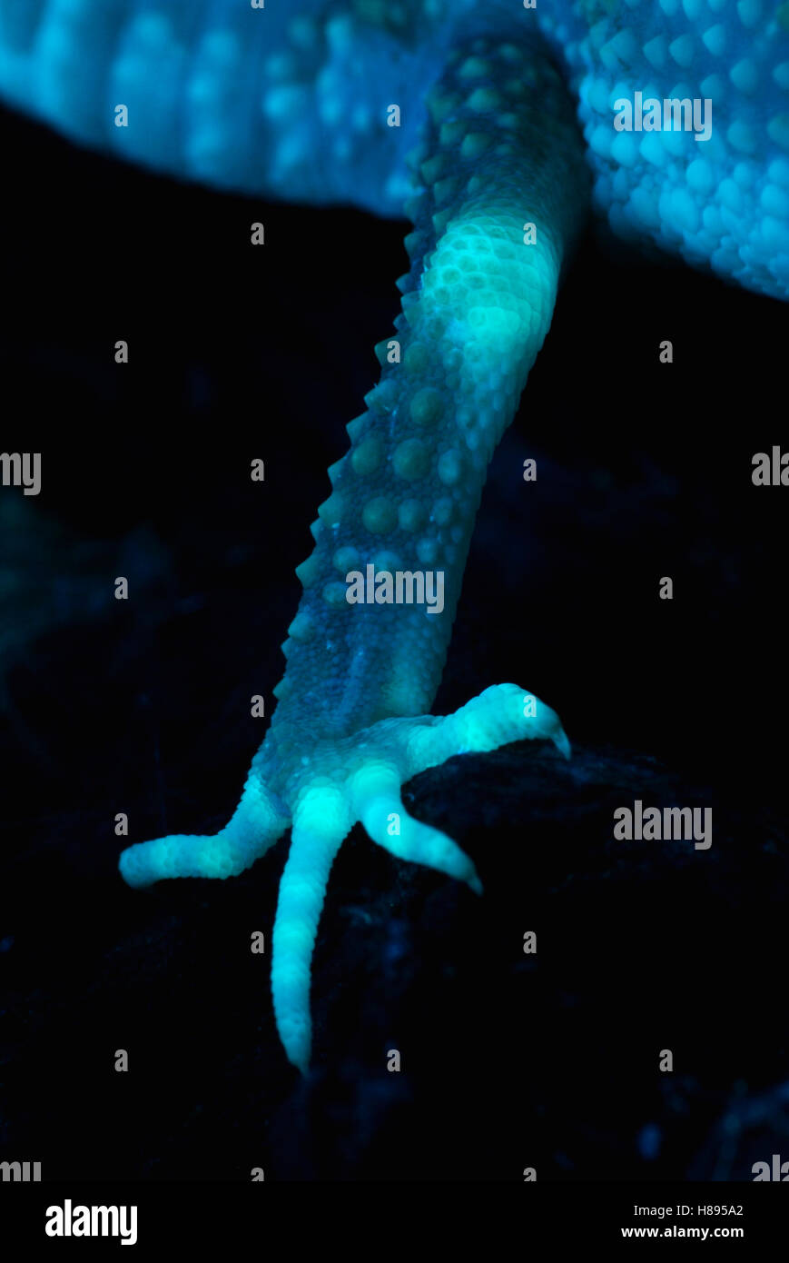 Leopard Gecko (Eublepharis macularis) back leg photographed under ultraviolet light, showing