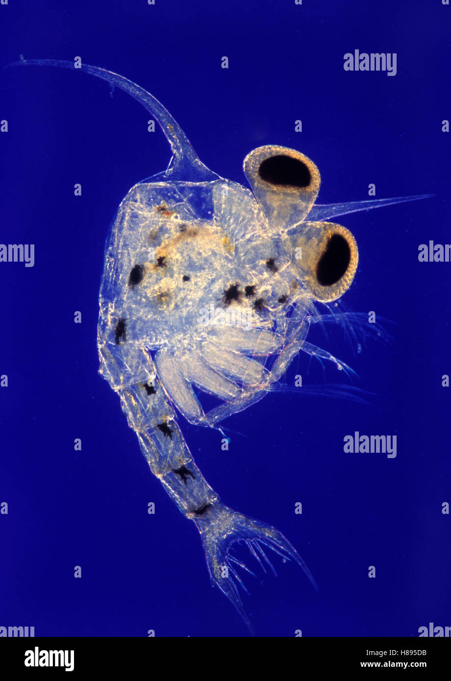 Crustacean decapod larva known as zoea, Barcelona, Spain Stock Photo ...
