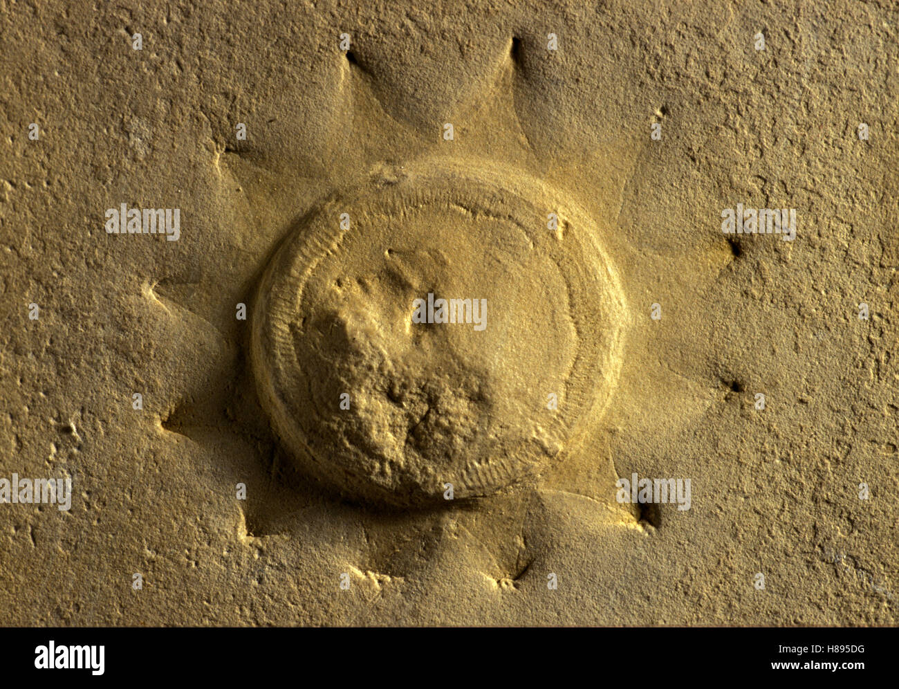 Cnidarian (Eulithota sp) medusa fossil from the Geological Museum of