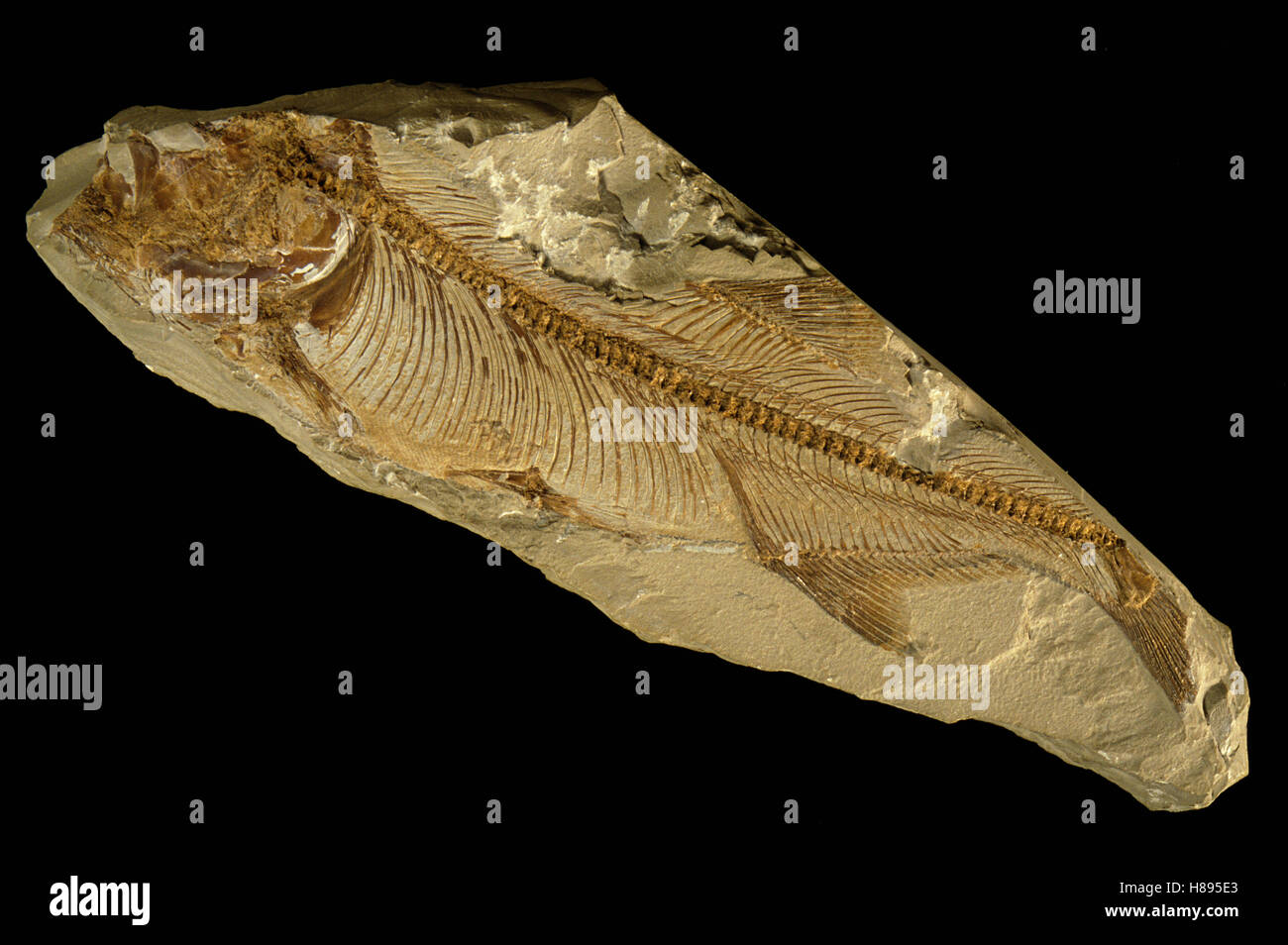 Fish (Ichthyemidion vidali) fossil from the early Cretaceous, Spain