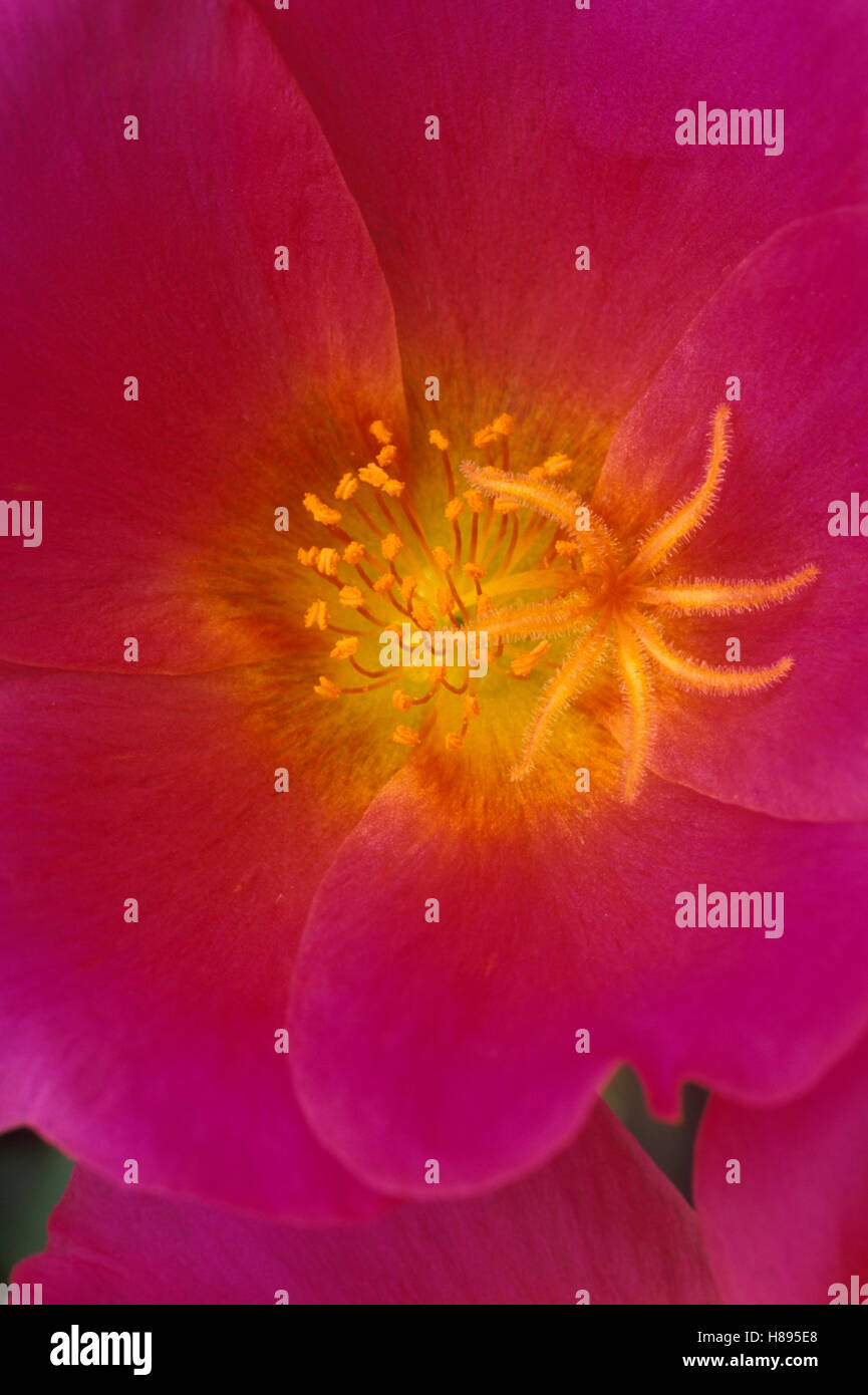 Wingpod Purslane (Portulaca umbraticola) close up of flower showing ...