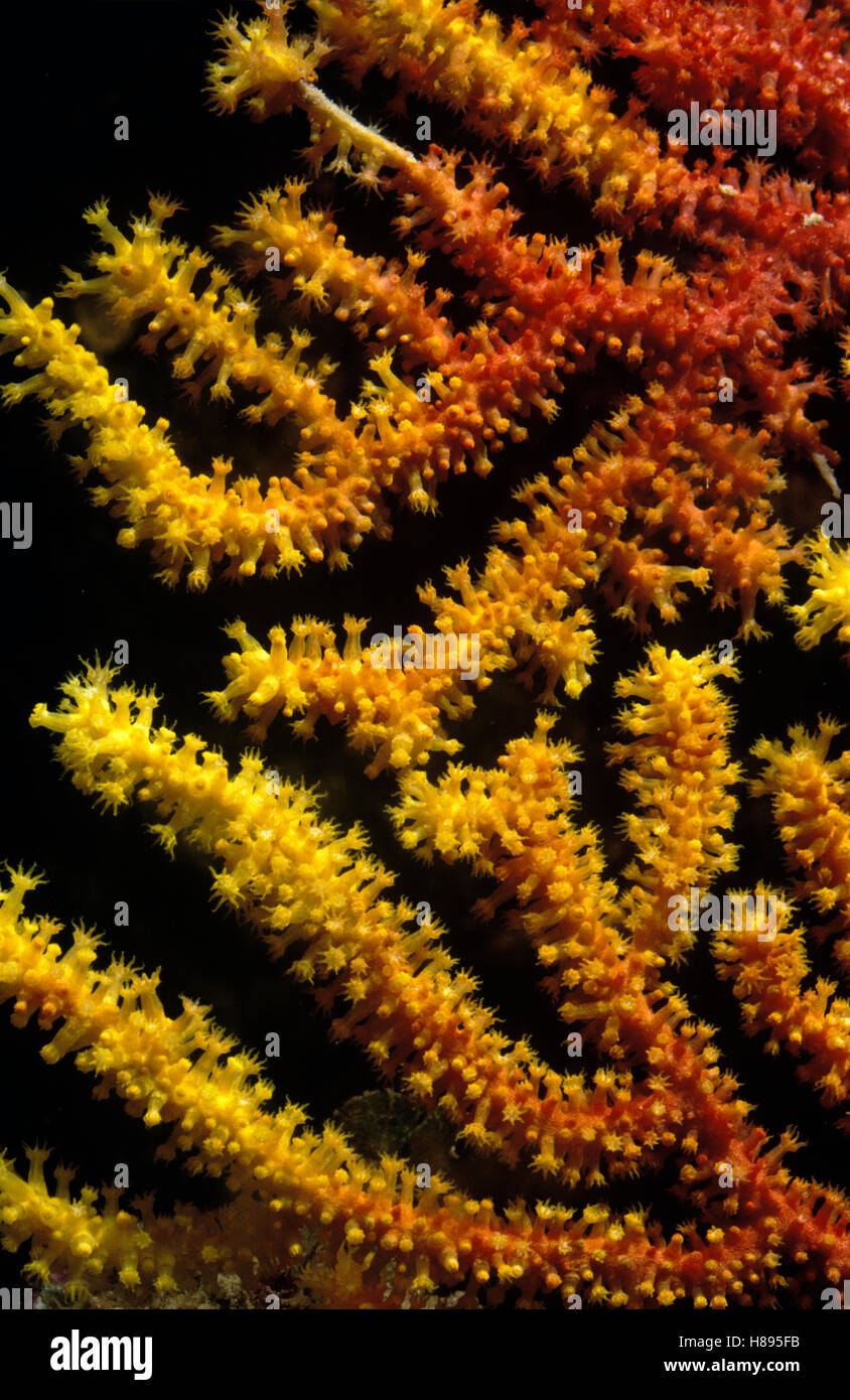 Gorgonian Coral (Paramuricea clavata), Spain Stock Photo - Alamy
