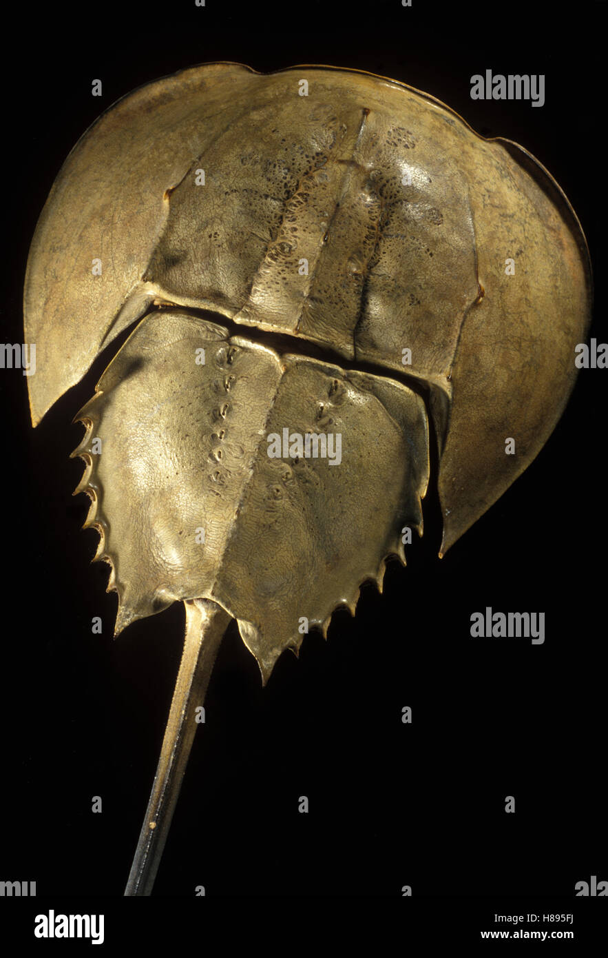 Japanese Horseshoe Crab (Tachypleus tridentatus) carapace, occurs