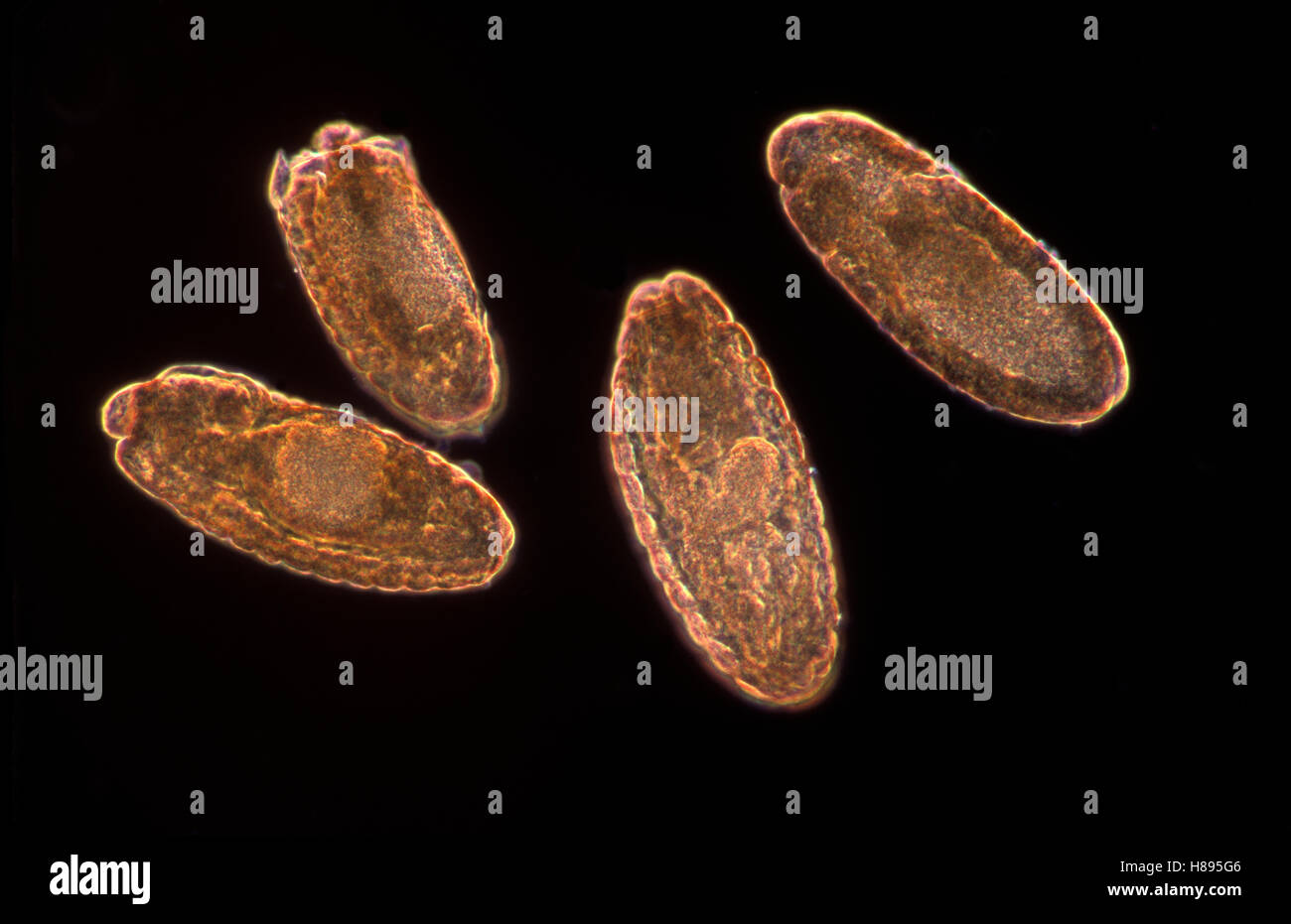 Fruit Fly (Drosophila melanogaster) embryos at 12x magnification, Spain