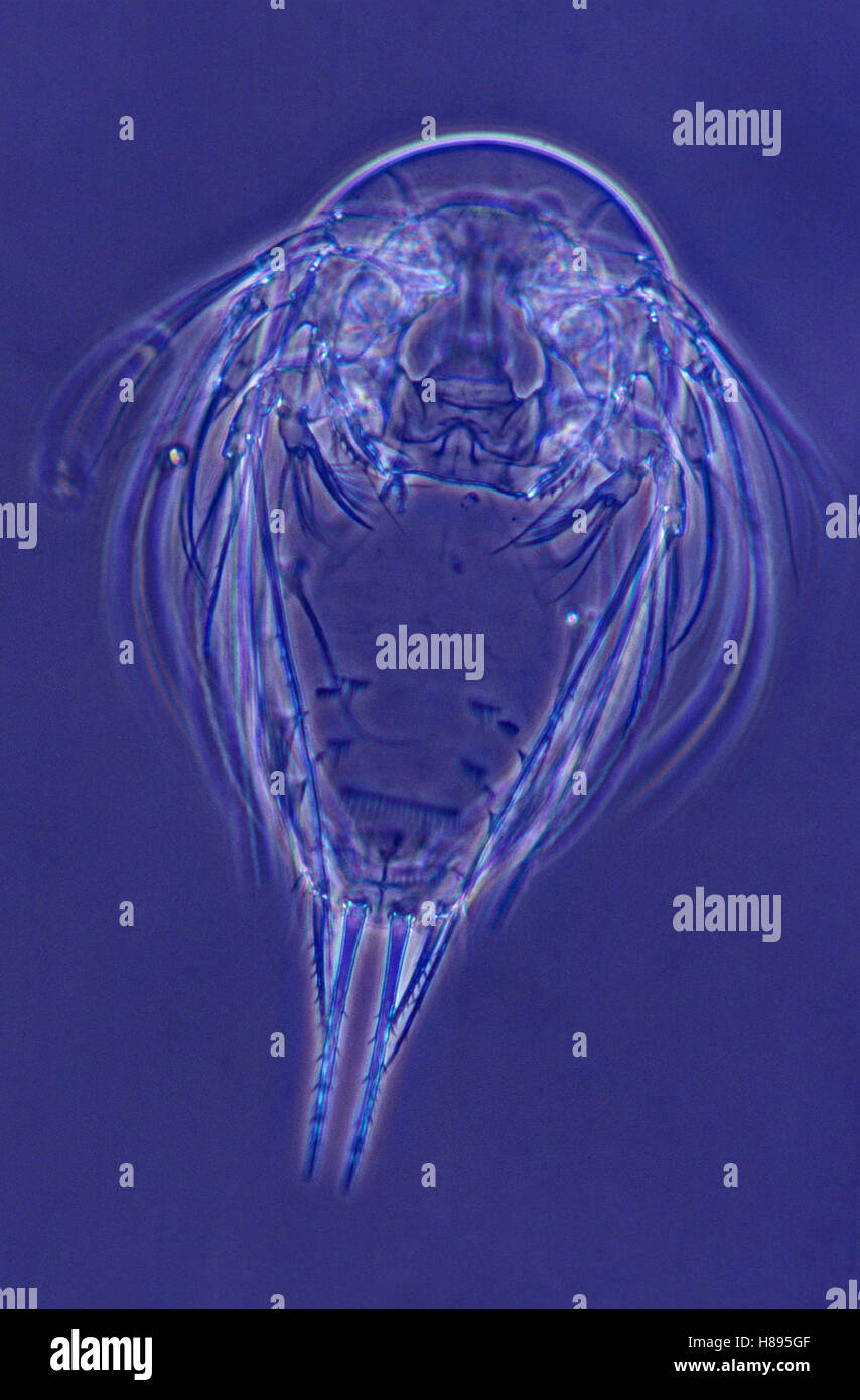 Copepod nauplius larval stage of development at 120x magnification ...