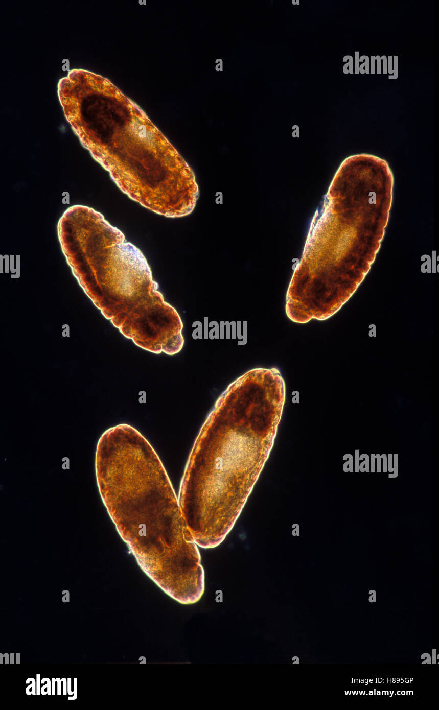 Fruit Fly (Drosophila melanogaster) embryos at 12x magnification, Spain