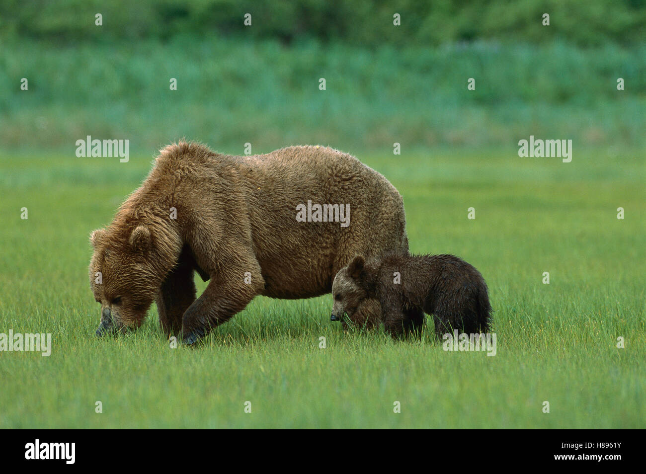 Grizzly Bear (Ursus arctos horribilis) mother and cub eating sedge ...