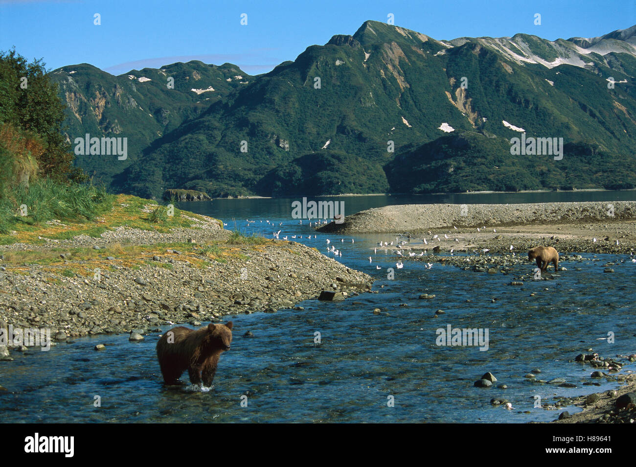 Grizzly Bear (Ursus arctos horribilis) foraging for salmon, Katmai ...