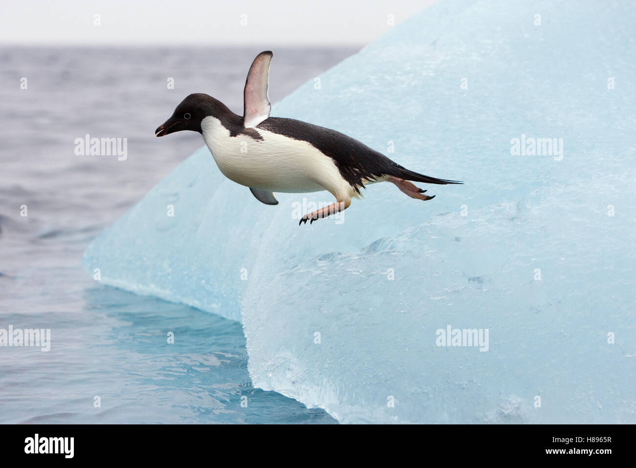 Adelie Penguin (Pygoscelis adeliae) jumping off iceberg, Paulet Island ...