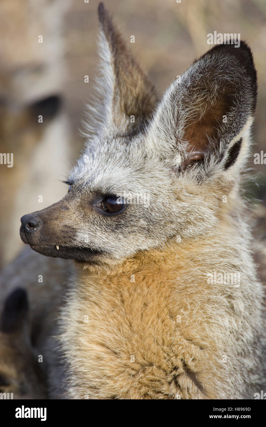 Bat-eared Fox (Otocyon megalotis) portrait, Masai Mara National Reserve ...