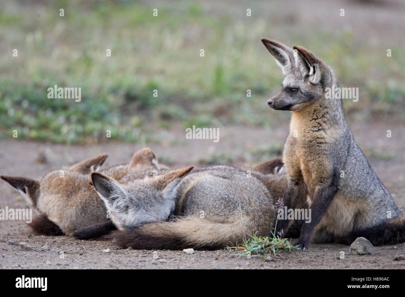 Bat-eared Fox (Otocyon megalotis) sleeping together in pile, Ngorongoro ...