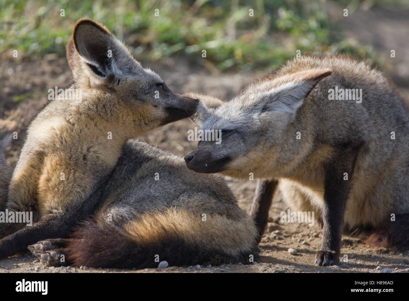 Bat-eared Fox (Otocyon megalotis) pair interacting, Ngorongoro ...