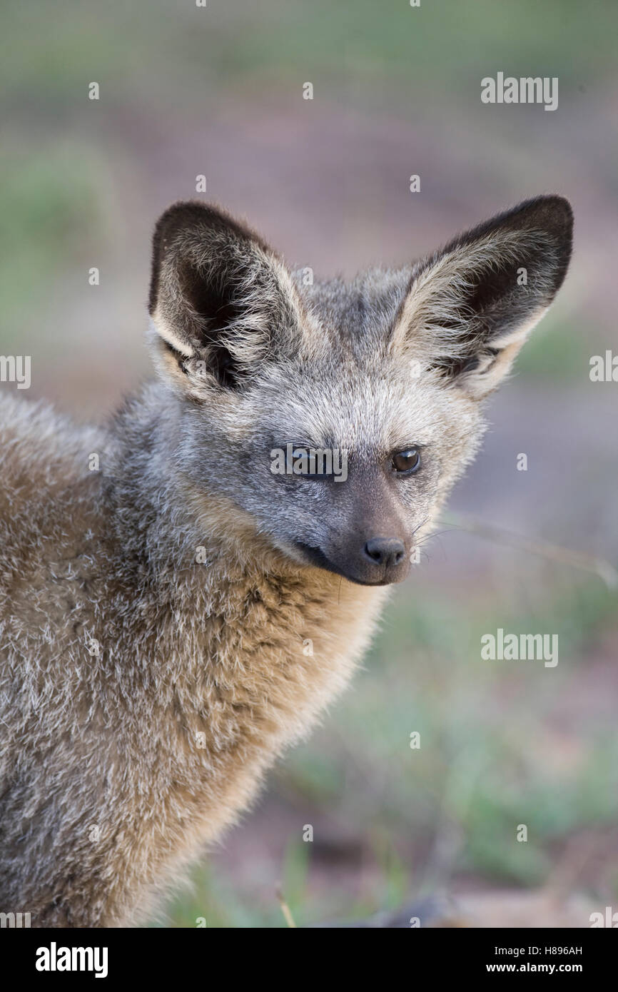 Bat-eared Fox (Otocyon megalotis) portrait, Masai Mara National Reserve ...