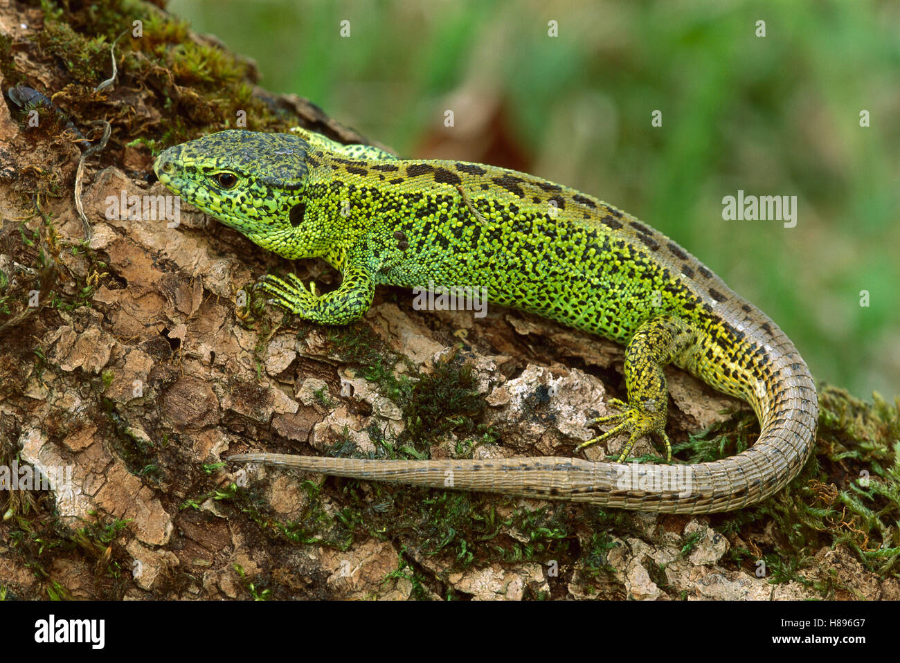 Sand Lizard (Lacerta agilis) male, Switzerland Stock Photo Alamy