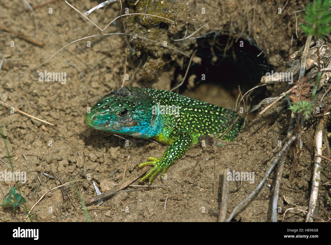 European Green Lizard (Lacerta viridis) male emerging from burrow