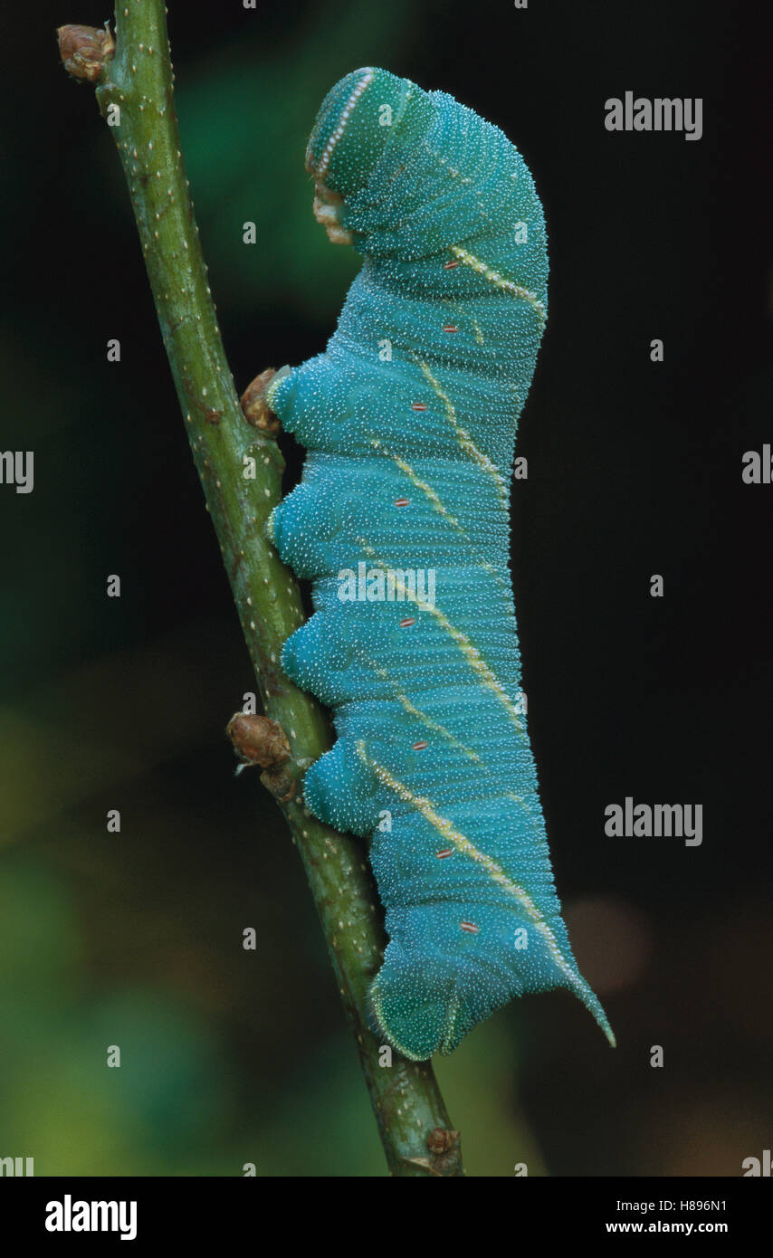 Poplar Hawk Moth Laothoe Populi Caterpillar Switzerland Stock Photo Poplar Hawk Moth Laothoe Populi Caterpillar Switzerland Stock Photo