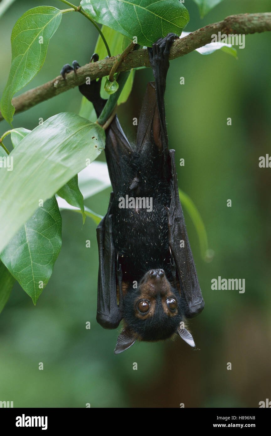 Black Flying Fox (Pteropus alecto) roosting, Daintree National Park