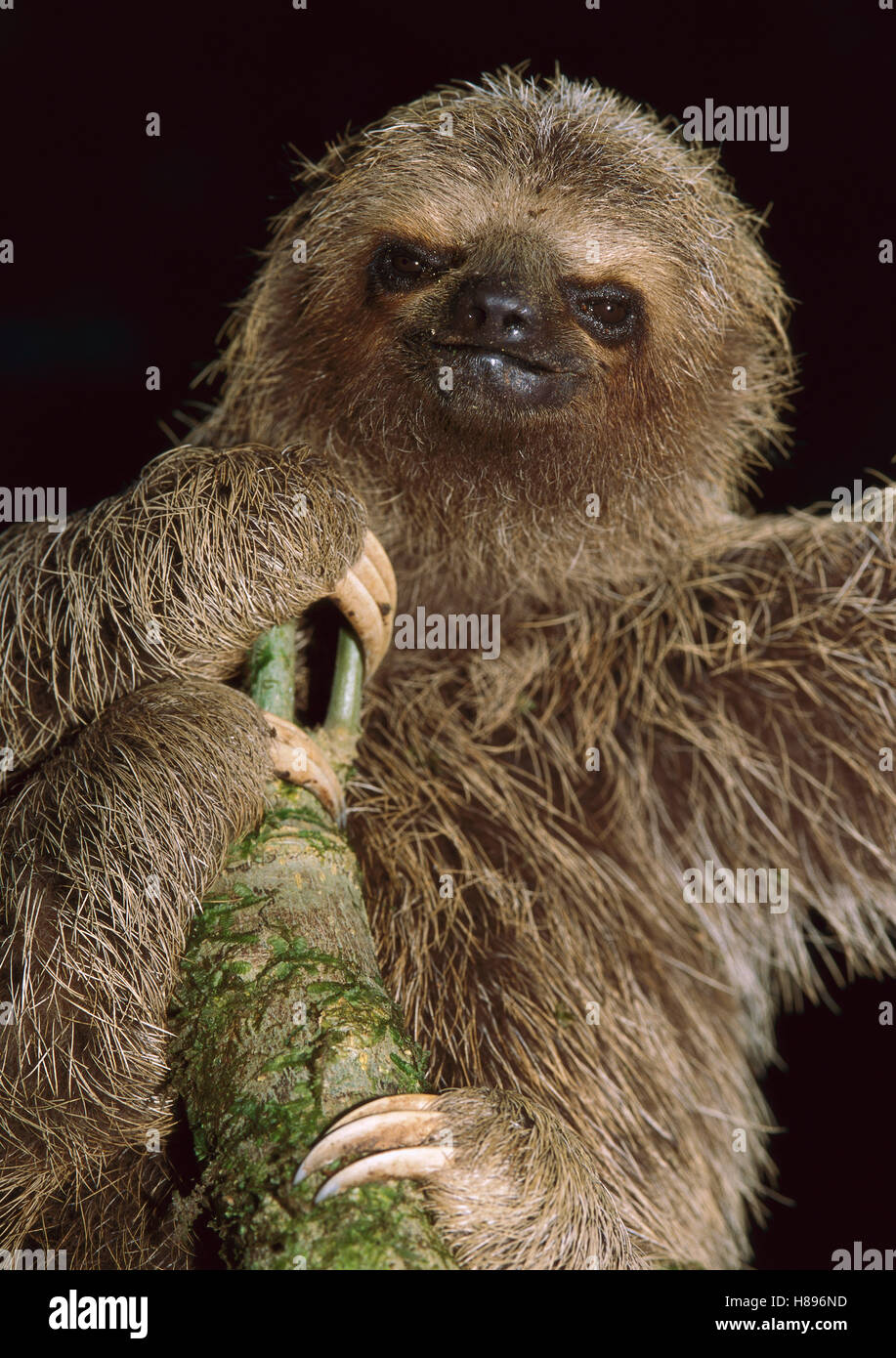 Brownthroated Threetoed Sloth (Bradypus variegatus), Island