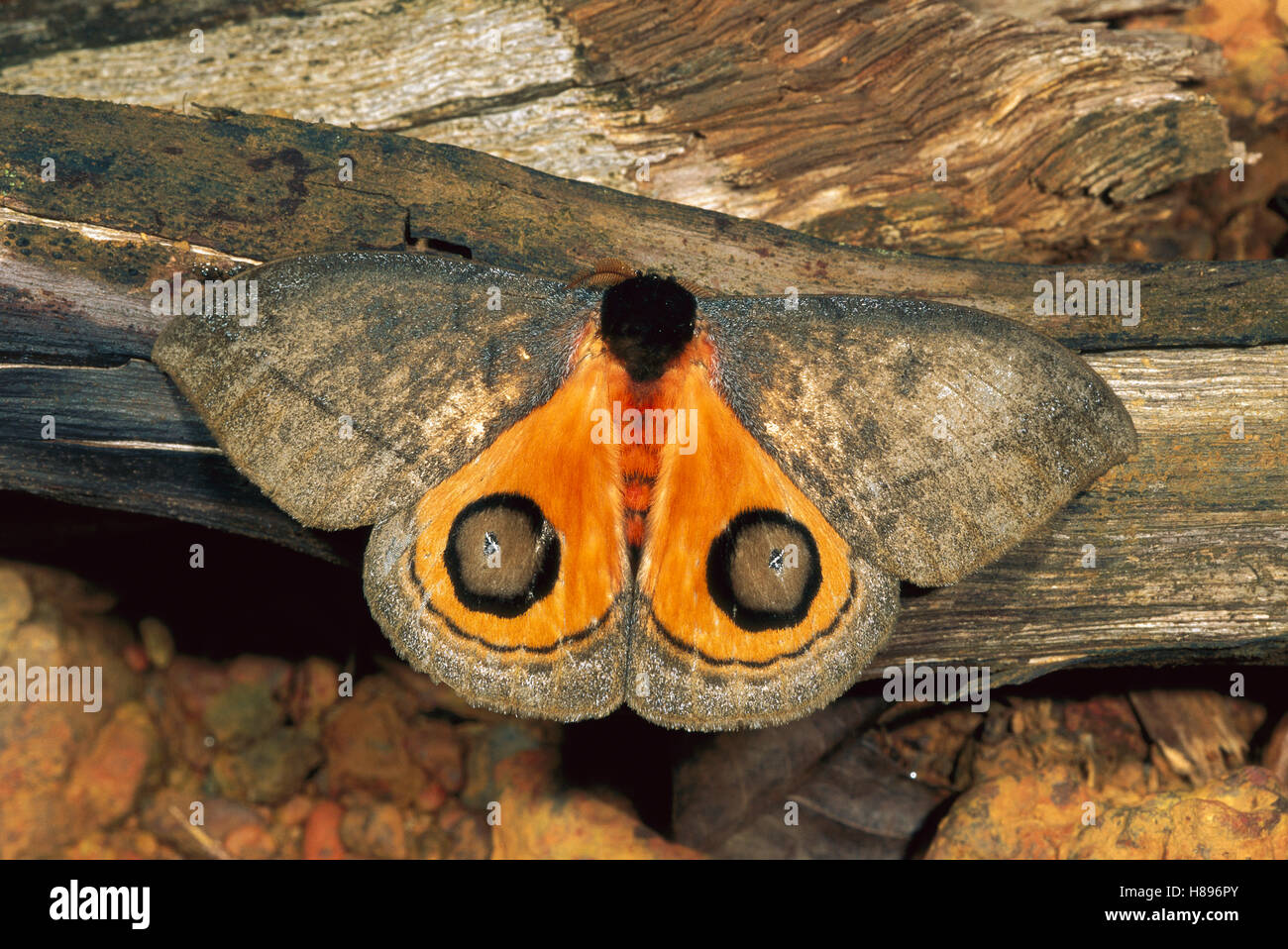 Moth (Automeris sp), Guyana Stock Photo - Alamy