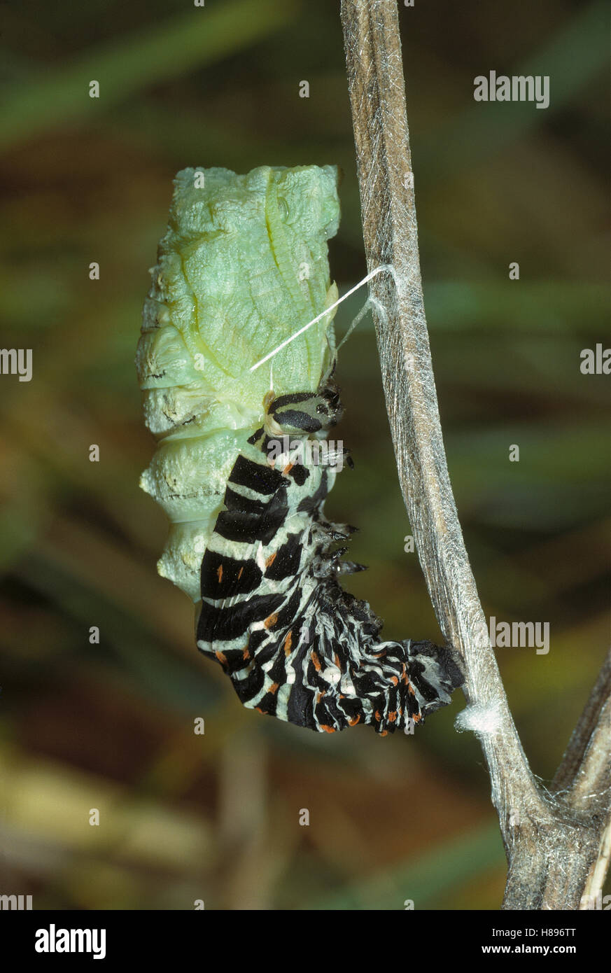 Oldworld Swallowtail (Papilio machaon) caterpillar forming chrysalis ...